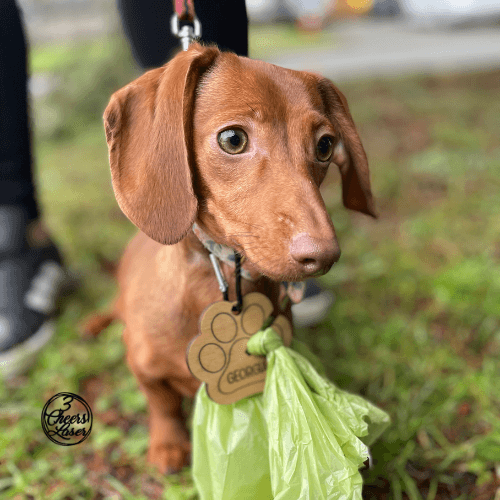 Doggie  Waste /  Dog Poop Bag Holder  Hands -Free